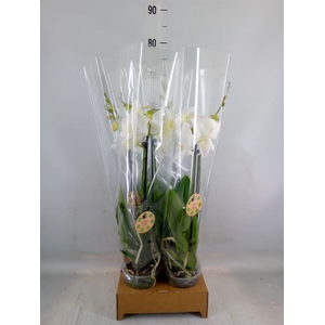 Phalaenopsis   ...white