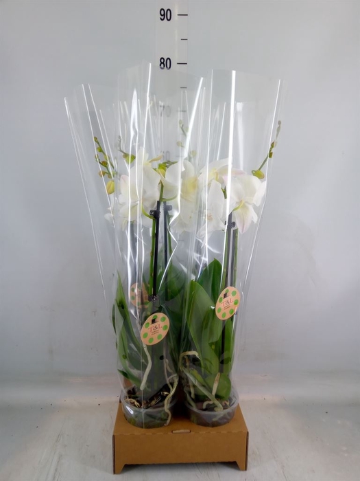 <h4>Phalaenopsis   ...white</h4>