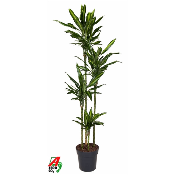 <h4>Dracaena Cintho 120-90-60-30</h4>