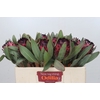 Protea Barbigera Ruby Princess Air