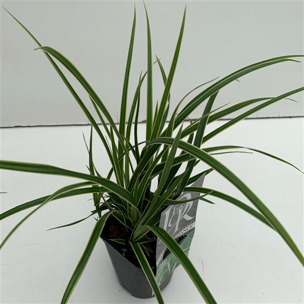 <h4>Graminées Carex 'Ice Dance'</h4>