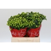 Hypericum Lucky Romance
