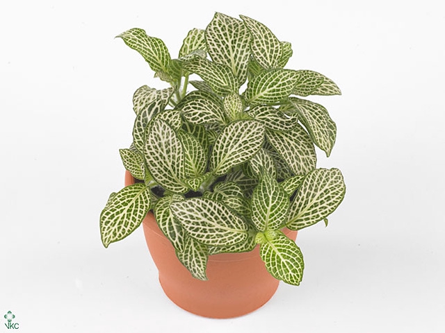 FITTONIA PURPLE ANGEL 8,5CM