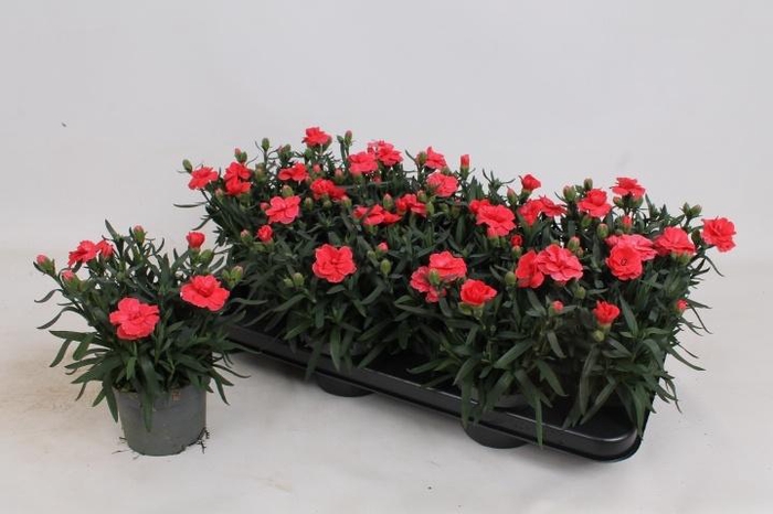 <h4>DIAN OSC RED</h4>