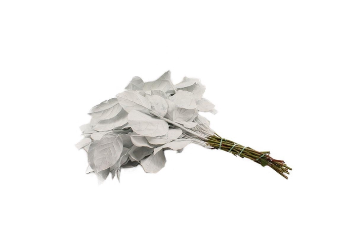 <h4>Salal Tip Gev. Wit</h4>