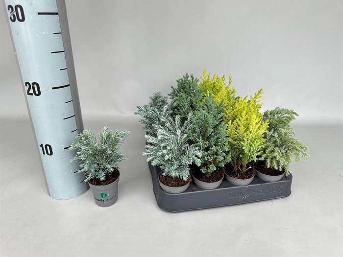 <h4>Chamaecyparis 'Woody World' ..mix</h4>