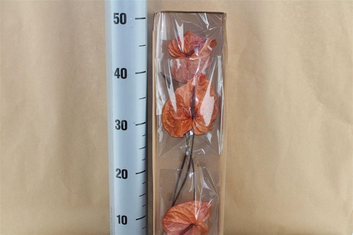 <h4>Japan Deco Anthurium Pink 3 Pcs</h4>
