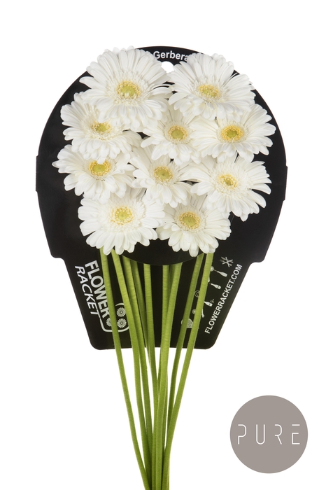 <h4>Germini Lobby Flowerracket</h4>