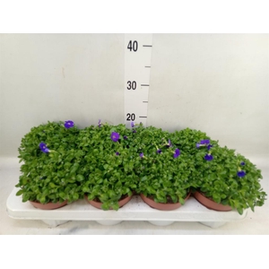 Aubrieta gracilis 'Kitte'