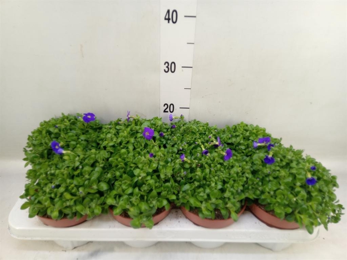 Aubrieta gracilis 'Kitte'