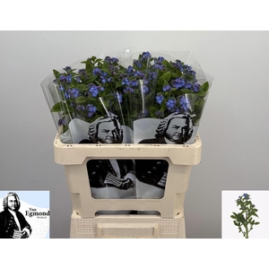 MYOS ALPESTRIS BLUE MEMORY