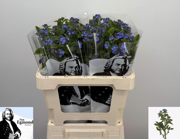 <h4>MYOS ALPESTRIS BLUE MEMORY</h4>