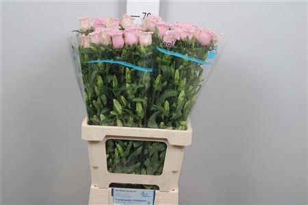 <h4>Camp M Pearl Pink</h4>