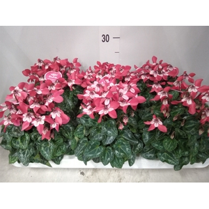 Cyclamen KL 'Djix'