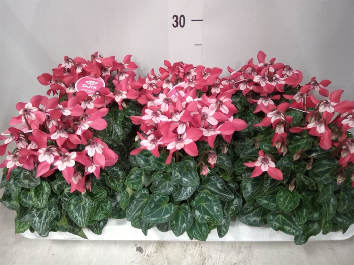 <h4>Cyclamen KL 'Djix'</h4>