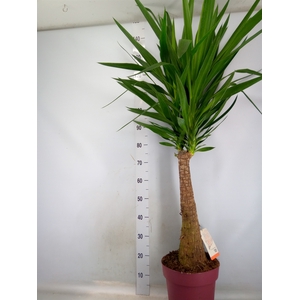 Yucca elephantipes   ...