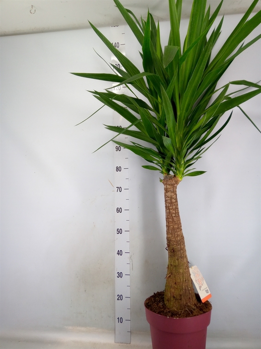 <h4>Yucca elephantipes   ...</h4>