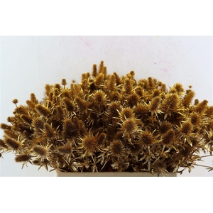 Eryn Kbh Gl Antique Gold Stem