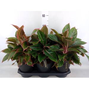 Aglaonema  'Jungle Red'