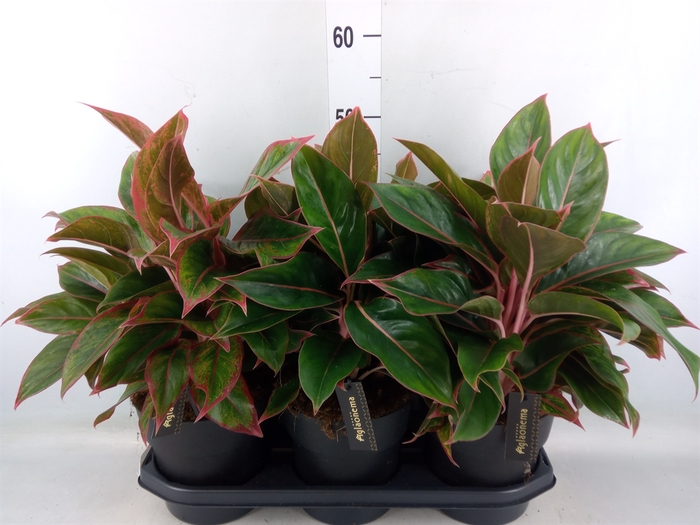 <h4>Aglaonema  'Jungle Red'</h4>