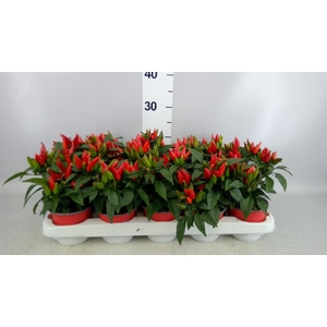 Capsicum annuum 'Salsa Red'