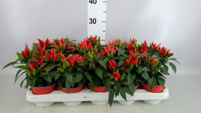 <h4>Capsicum annuum 'Salsa Red'</h4>