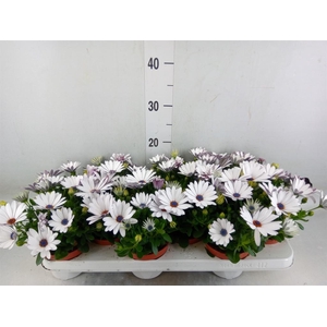 Osteospermum  'Passion White'