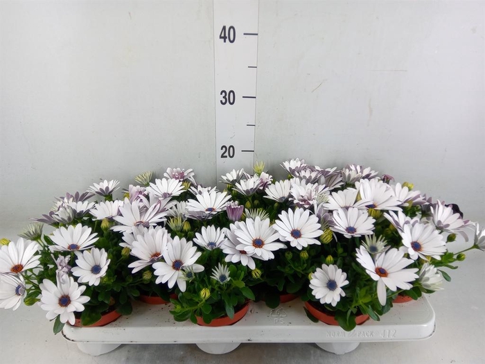 <h4>Osteospermum 'Passion White'</h4>