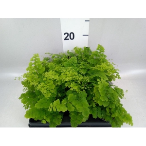 Adiantum raddi. 'Fritz-Luthi'