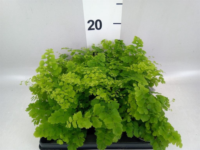 <h4>Adiantum raddi. 'Fritz-Luthi'</h4>