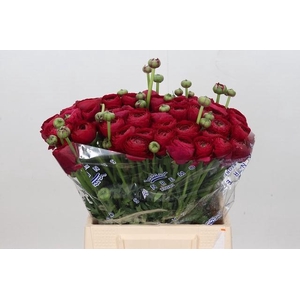 Ranunculus Clooney Passion Extra