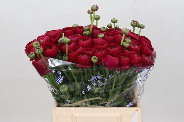 <h4>Ranunculus Clooney Passion Extra</h4>