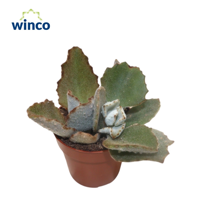 <h4>Kalanchoe Beharensis</h4>