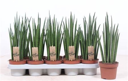 <h4>Sansevieria Mikado</h4>