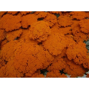 Achillia Oranje