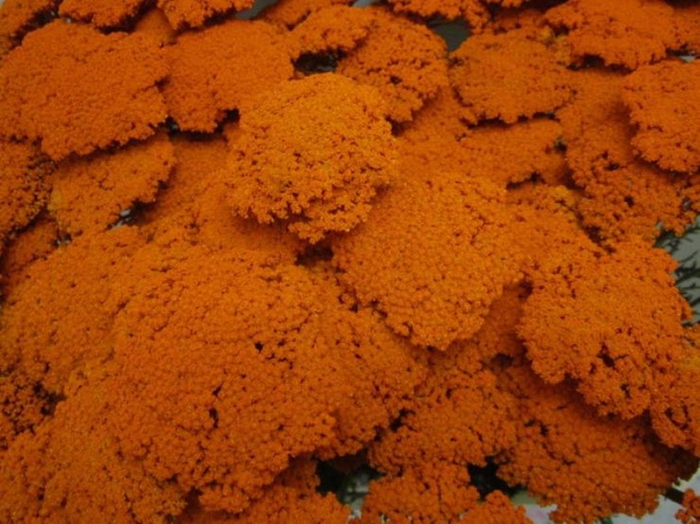 <h4>Achillia Oranje</h4>