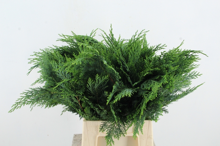 <h4>CONIFEER GROEN BS</h4>