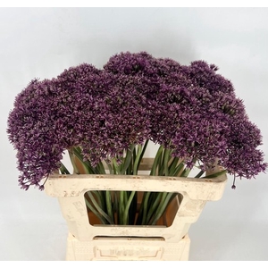 Allium Atropurpureum