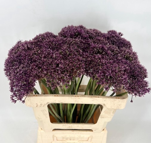 <h4>Allium Atropurpureum</h4>