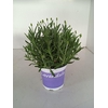 Lavandula angustifolia Hidcote