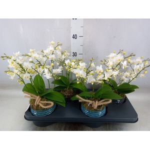 Arr.   Kamerplant Groen L%
