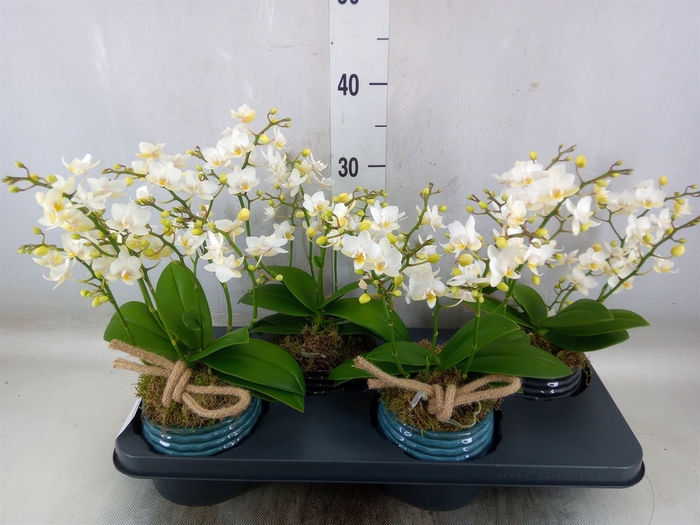 <h4>Arr.   Kamerplant Groen L%</h4>