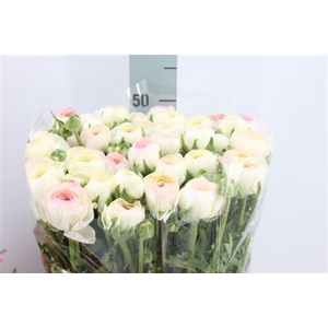 Ran Cl Real Pink Stripes