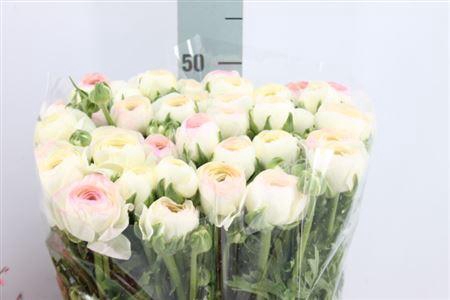 <h4>Ran Cl Real Pink Stripes</h4>