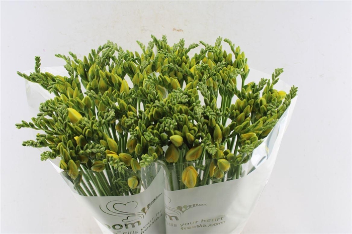 <h4>Fr Du Ballade Yellow</h4>