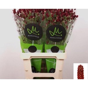 Sanguisorba Red Dream Marginpar