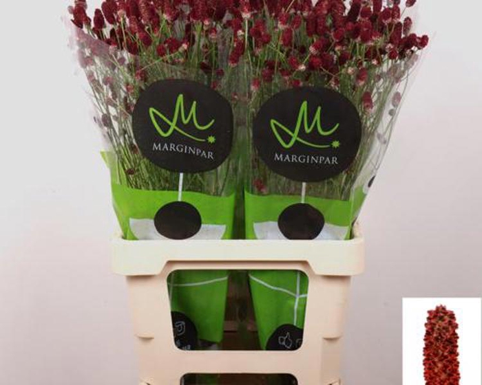 <h4>Sanguisorba Red Dream Marginpar</h4>