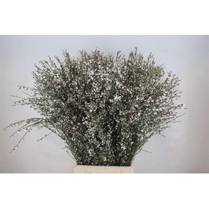 Ginster 400gr White P Bunch