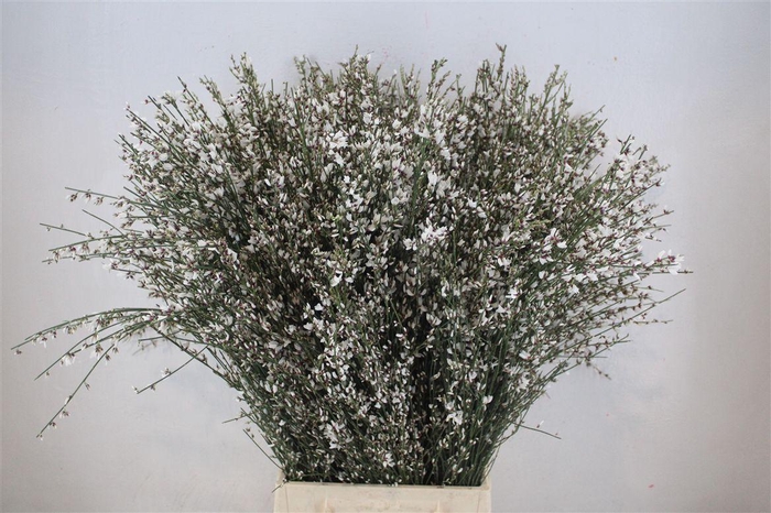 <h4>Ginster 400gr White P Bunch</h4>