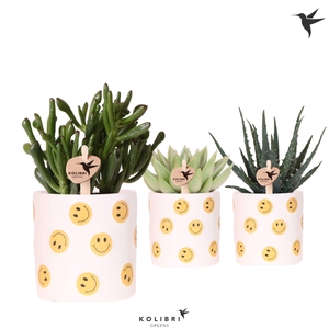 Kolibri Greens Succulenten mix in Smiley pot